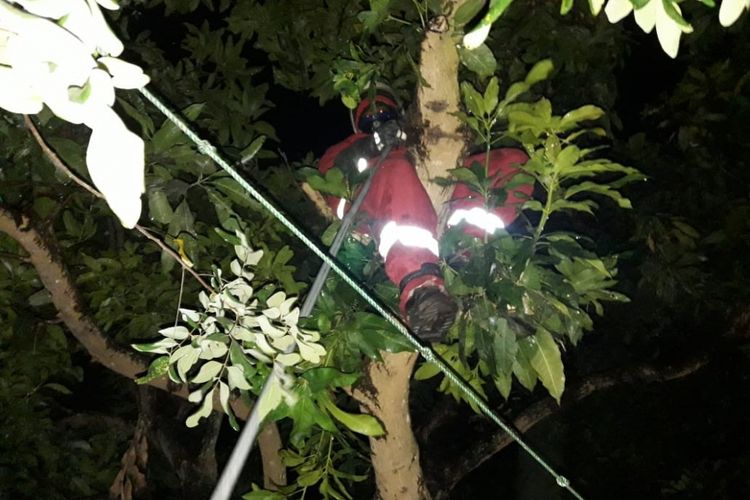 Petugas Damkar Kabupaten Klaten saat melakukan proses evakuasi sarang tawon Vespa affinis di pohon, Jumat (11/1/2019) malam.