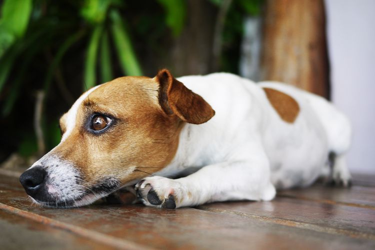 Bakteri Brucella canis bisa menyebabkan kemandulan pada anjing.