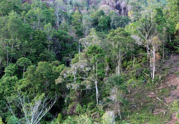 Tanaman Penyelamat Lingkungan: Mencegah Banjir dan Longsor