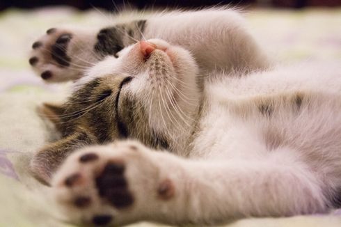 Penyebab dan Cara Menghentikan Kebiasaan Kucing Naik ke Kasur 
