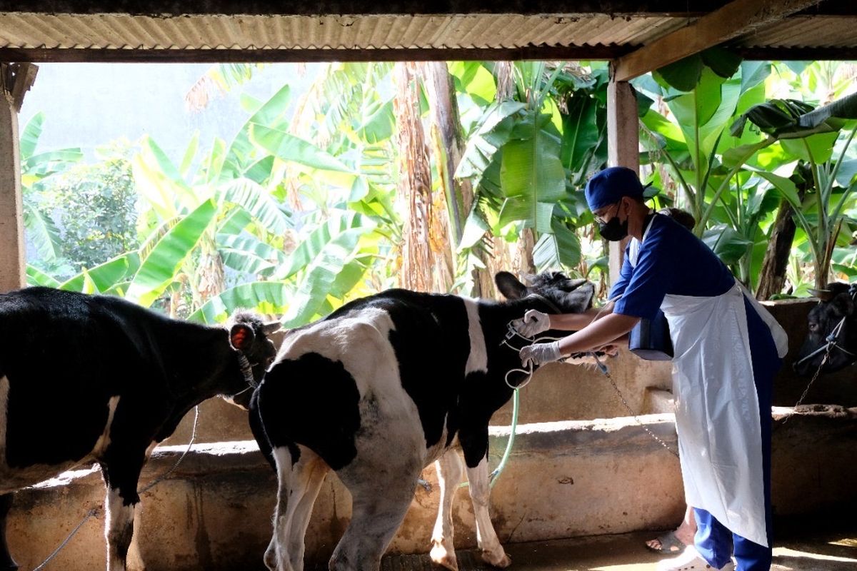 Sapi di RPH Surabaya, Kamis (9/1/2025).