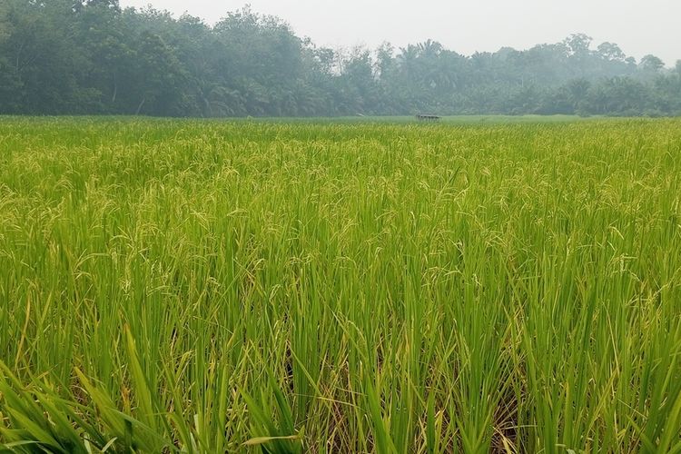 Maaghak Suwek, Tradisi Halau Setan di Ladang Padi Pulau Birandang Riau