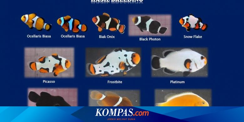 84 Daftar Harga Ikan Hias Air Laut Gratis Terbaru