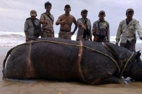 Ini Hasil Forensik Samson, Badak Jawa yang Mati di Ujung Kulon