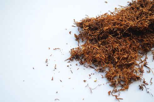Nikotin: Pengertian, Sumber, dan Bahayanya