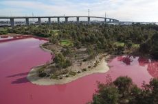 Meski Cantik, Danau "Pink" di Australia Tak Boleh Disentuh Airnya