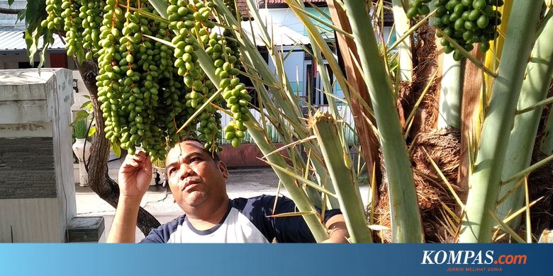 Viral Pohon Kurma Berbuah Lebat di Halaman Rumah Warga, Awalnya Dikira Pohon Salak - Kompas.com - KOMPAS.com