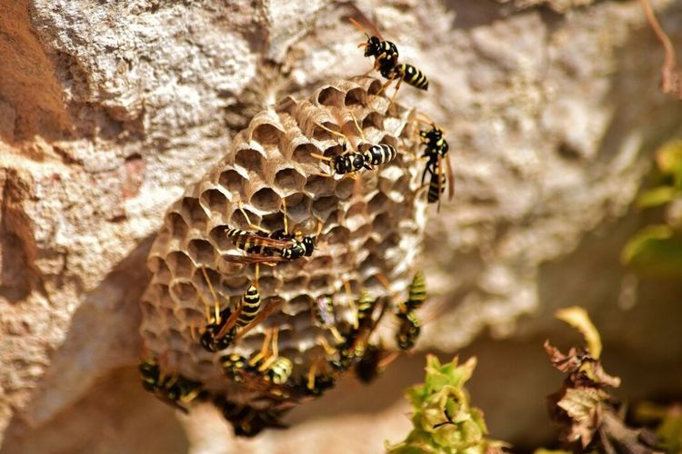 Cara menghilangkan sarang tawon bisa dengan memanfaatkan bensin