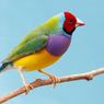 6 Burung Paling Berwarna-warni di Dunia, Beberapa Bisa Dipelihara