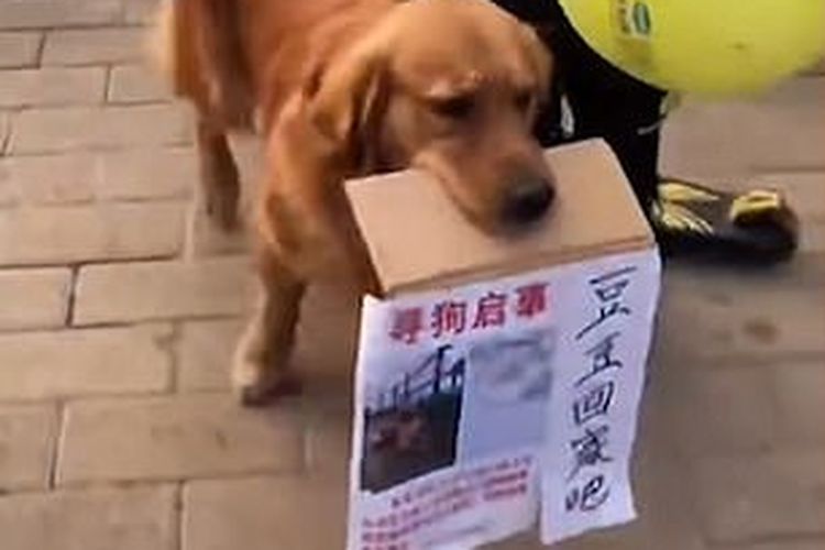 Mao Mao anjing golden retriever berusia 2 tahun, saat mencari sahabatnya, Dou Dou, yang hilang karena dicuri orang pada 23 Desember di Changyuan, provinsi Henan, China.