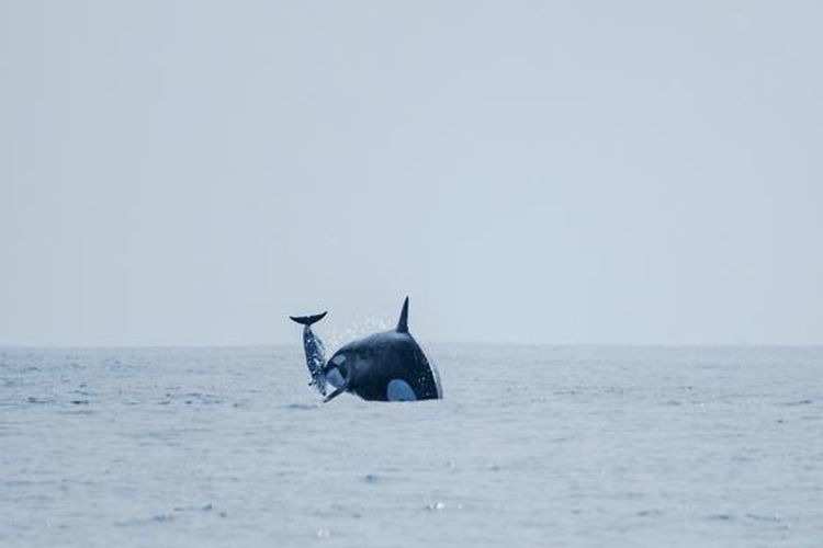 Orca di Chile Lempar Lumba-lumba ke Udara Saat Berburu, 