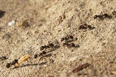 Mengapa Semut Selalu Berjalan dengan Cara Berbaris?