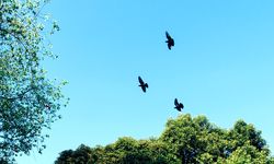 Studi: Kebakaran Hutan Kanada Bikin Puluhan Spesies Burung di New York Lebih Sulit Ditemukan