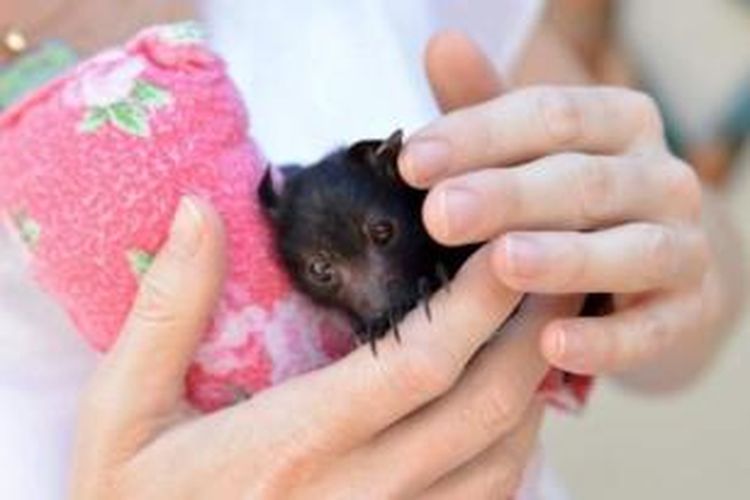 Seekor anak kelelawar jenis flying fox yang sudah diadopsi seorang warga negara bagian Queensland, Australia.