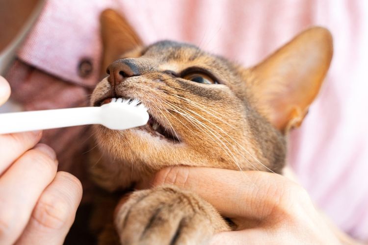 Ilustrasi merawat gigi kucing