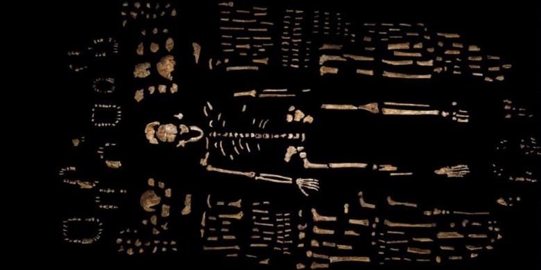 Kerangka Homo Naledi dikelilingi ratusan elemen fosil, difoto di Institut Studi Evolusi Universitas Witwatersrand di Johannesburg, Afrika Selatan. Para ilmuwan pada 10 September 2015, mengatakan fosil merupakan anggota baru dari keluarga manusia.