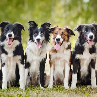 Ilustrasi anjing Border collie.