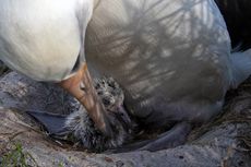 Burung Tertua di Dunia, Wisdom, Tetaskan Telur dalam Usia 70 Tahun