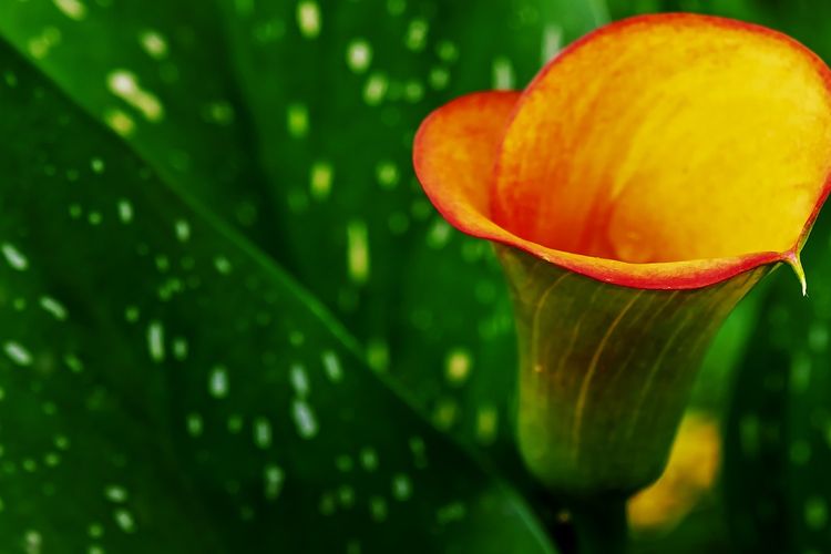 Ilustrasi bunga lily calla. 