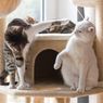 4 Tips Mengenalkan Kucing ke Teman Baru agar Tidak Bertengkar
