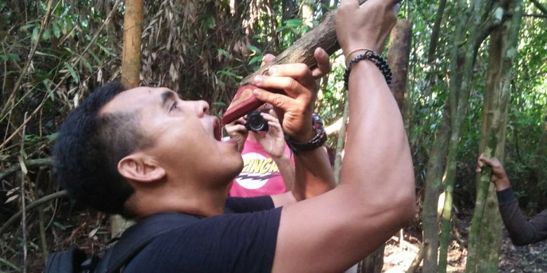 Herry Roustaman, salah seorang wisatawan di destinasi Danau Masoraian, Kabupaten Kotawaringin Barat, Kalimantan Tengah mencicipi air alami yang terkandung pada dahan pohon kelara, tanaman endemik Pulau Kalimantan, Minggu (1/4/2018).