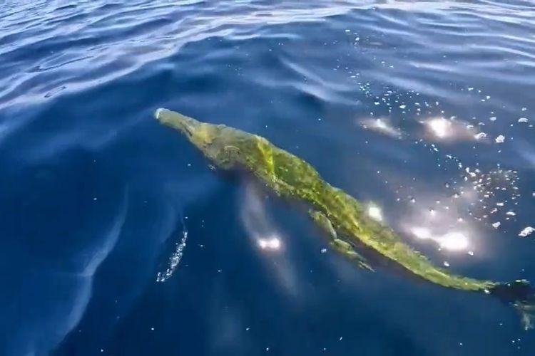Kemunculan Buaya di Perairan Kadatua Buton Selatan Buat Warga Cemas