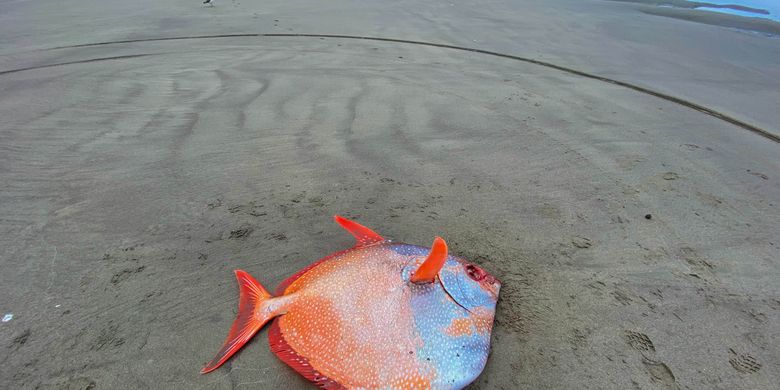 Biasa Hidup di Daerah Tropis, Ikan Raksasa "Moonfish" Ditemukan Mati di Pantai Pasifik - Vimarsana News