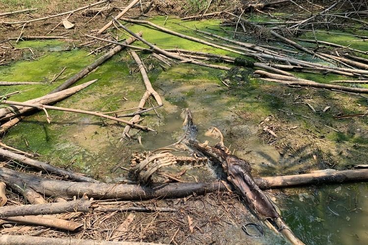 Petugas kepolisian sedang melakukan pemeriksaan kerangka manusia yang ditemukan di dalam hutan Jasing, Kabupaten Bogor, Jawa Barat, Jumat (27/10/2023)