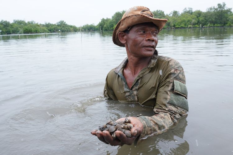 Selamat atau Amat menunjukkan kerang dara hasil dari budidaya di kawasan mangrove di Jalan Young Panah Hijau, Kecamatan Labuhan Deli, Kota Medan. Masyarakat sangat merasakan manfaat dari lestarinya mangrove yang penanamannya dilakukan secara swadaya kemudian didukung oleh sejumlah pihak.