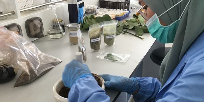 Pusat Penelitian Kimia LIPI mencoba mengembangkan ekstrak daun ketepeng badak (Cassia alata) dan benalu (Dendrophthoe sp.) sebagai obat herbal antivirus Covid-19.