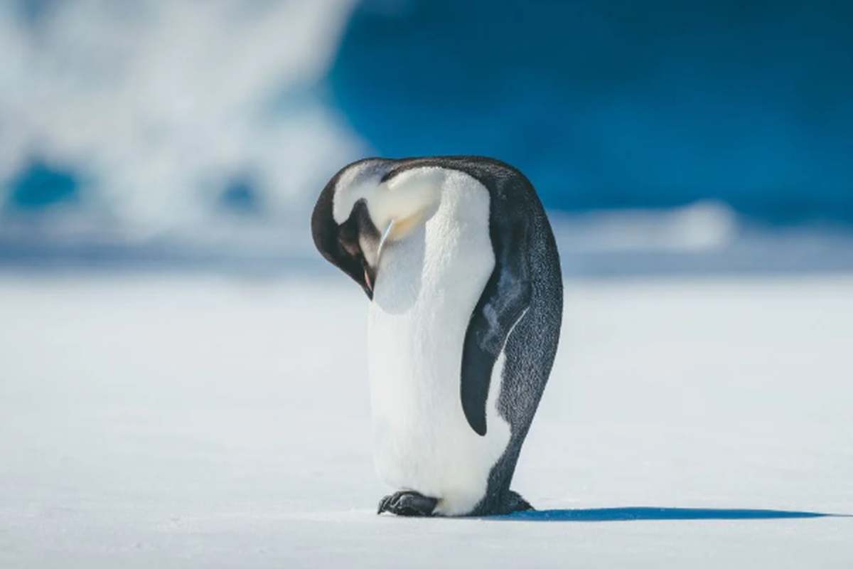 Setelah 124 Tahun, Penguin Kaisar Resmi Masuk Daftar Spesies Terancam Punah