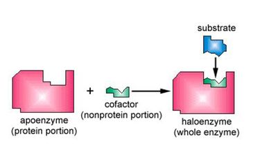 Shim kiygan eshak jinsiy aloqa video