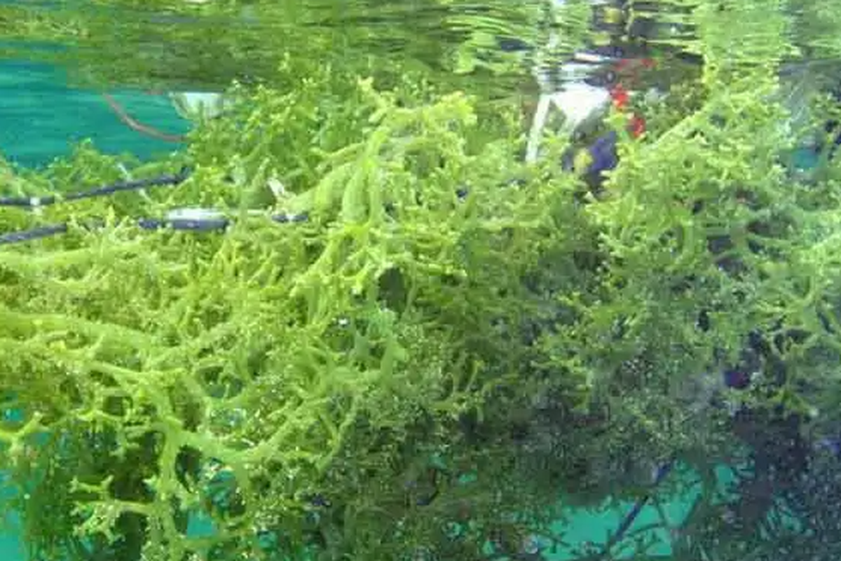 Ilustrasi Rumput Laut