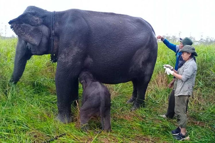 Seekor anak gajah berjenis kelamin jantan lahir di Pusat Latihan Gajah (PLG), Padang Sugihan, Kabupaten Banyuasin, Sumatera Selatan.