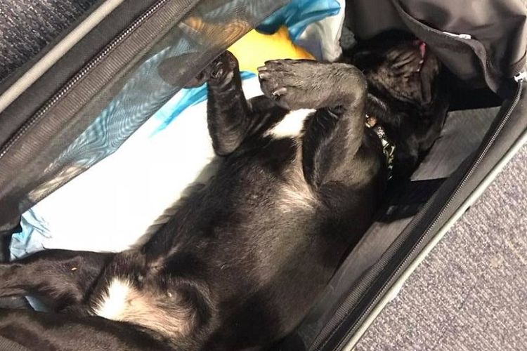 Anak anjing usia 10 bulan mati setelah ikut dalam penerbangan United Airlines. (Facebook/June Lara)