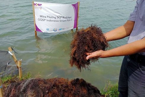 Kisah Sukses Koperasi di Karawang, Olah Rumput Laut Jadi Produk Kering Agar-agar sampai Mi, Per Tahun Raup Untung Rp 6 Miliar