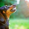Kasus Gigitan Anjing Meningkat, Pemkab Sikka Butuh 34.000 Dosis Vaksin HPR 