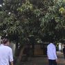 Koleksi Keraton Yogyakarta, Ada Pohon Mangga yang Sudah Langka