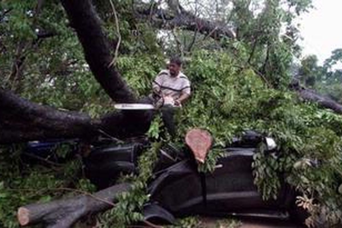 Ilustrasi pohon tumbang