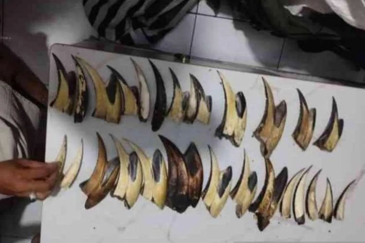 Kasus Perdagangan Satwa Dilindungi di Padang, Satu Karung Sisik Trenggiling dan 16 Paruh Rangkong Disita