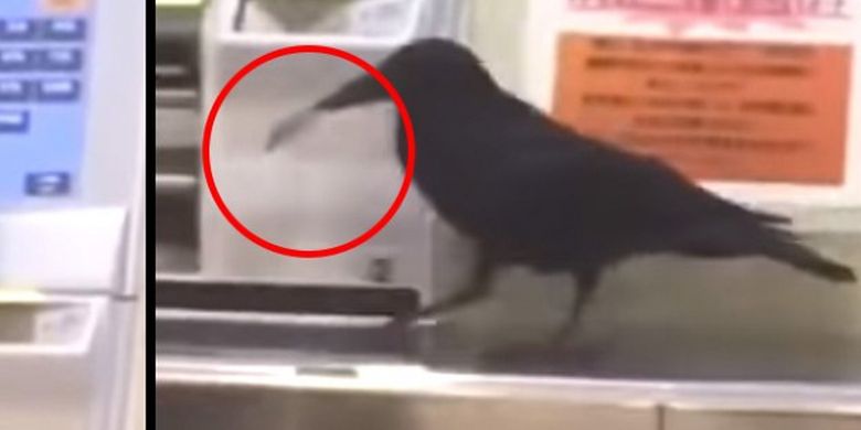 Burung Gagak Di Jepang Curi Kartu Kredit Untuk Beli Tiket Kereta