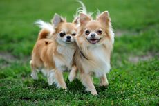 7 Jenis Anjing Chihuahua, dari Berambut Pendek hingga Berkepala Apel