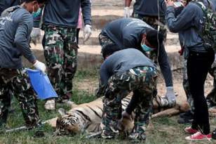 Petugas sedang berusaha memindahkan harimau dengan terlebih dahulu membius-nya  di sebuah kuil di Provinsi Kanchanaburi, Thailand, Senin (30/5/2016).
