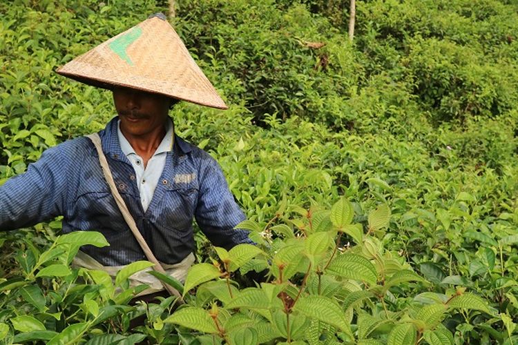 Petani Kebun Teh Kertowono tengah memetik pucuk daun teh pada suatu pagi, Senin (10/5/2017). Perkebunan Teh Kertowono berdiri sejak tahun 1910.