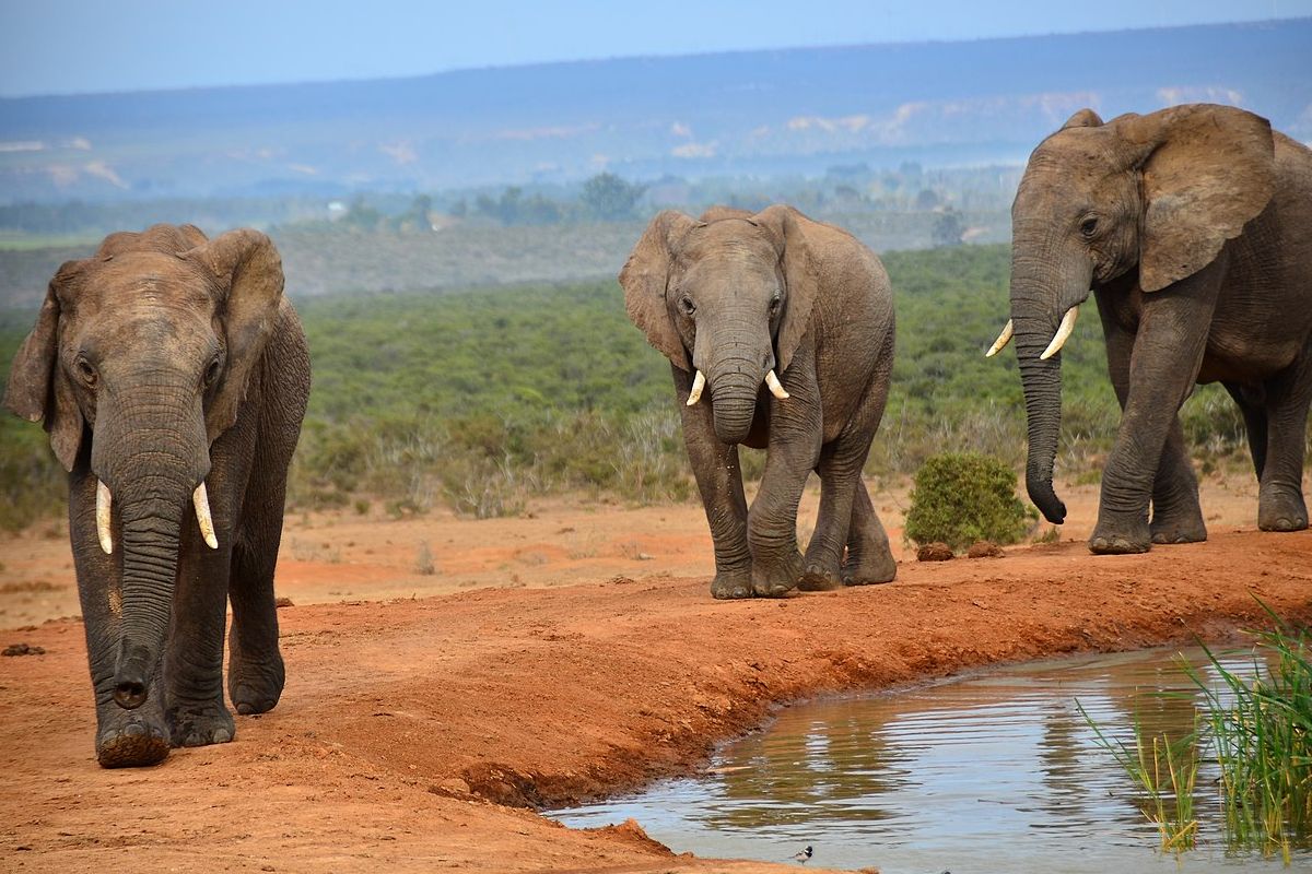 Ilustrasi gajah afrika. 