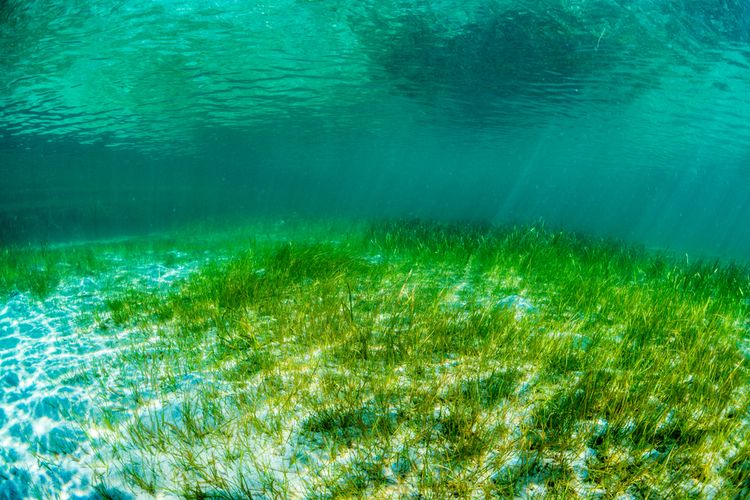 Ilustrasi Padang lamun