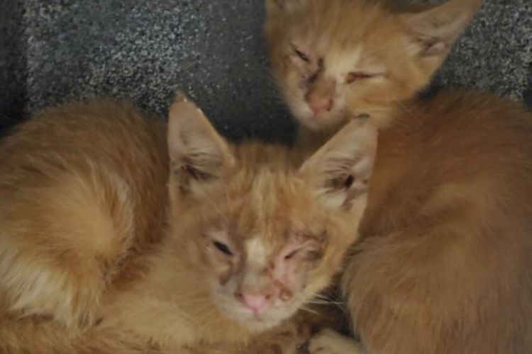 150 kucing ditemukan sakit dan terinfeksi oleh Toronto Cat Rescue, Kanada.
