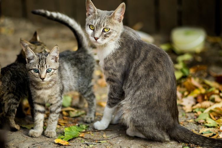 Ilustrasi induk kucing dan anak kucing. 