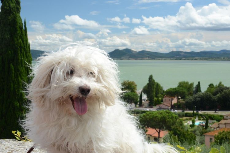 Ilustrasi ras anjing Bolognese.