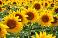5 Jenis Bunga Matahari yang Bisa Tumbuh di Taman Rumah